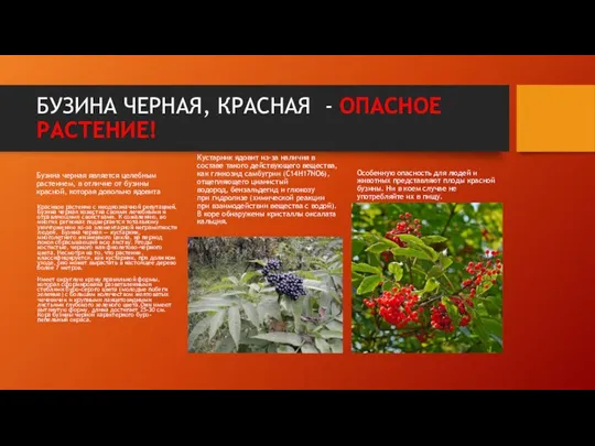 БУЗИНА ЧЕРНАЯ, КРАСНАЯ - ОПАСНОЕ РАСТЕНИЕ! Бузина черная является целебным растением,