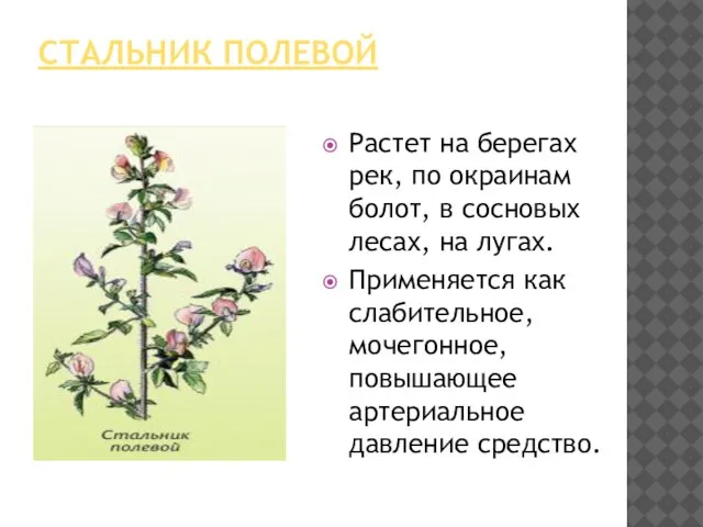 СТАЛЬНИК ПОЛЕВОЙ Растет на берегах рек, по окраинам болот, в сосновых