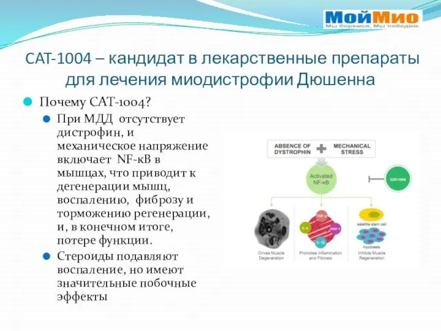 CAT-1004 – кандидат в лекарственные препараты для лечения миодистрофии Дюшенна Почему