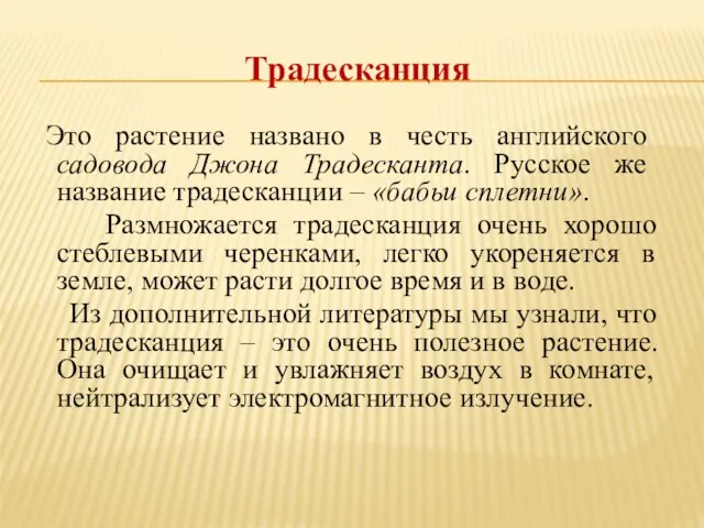 Традесканция Это растение названо в честь английского садовода Джона Традесканта. Русское