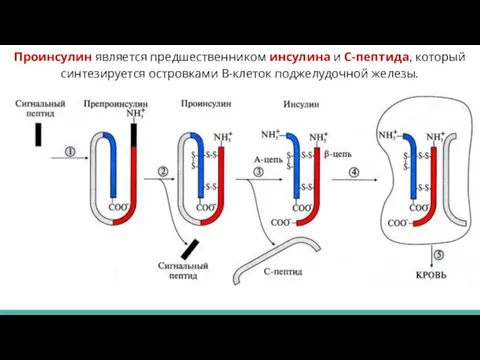 Проинсулин является предшественником инсулина и С-пептида, который синтезируется островками В-клеток поджелудочной железы.