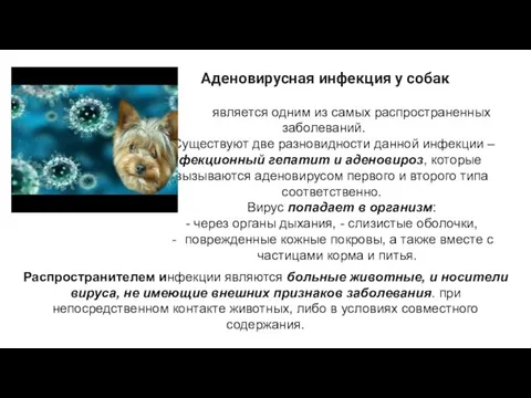 Аденовирусная инфекция у собак является одним из самых распространенных заболеваний. Существуют