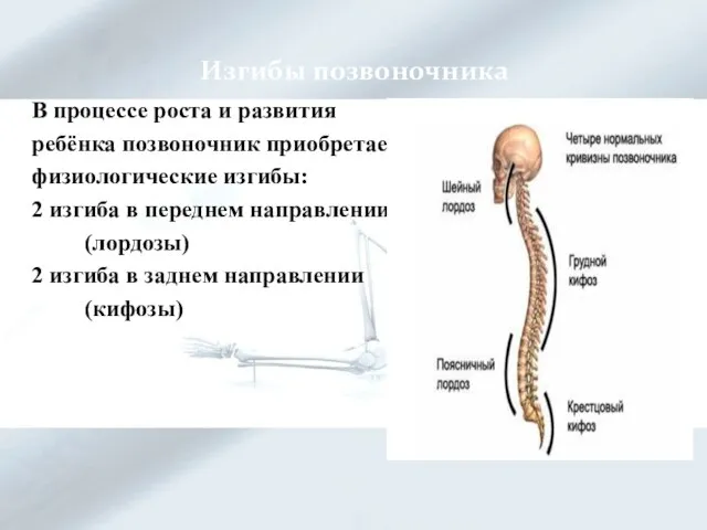 Изгибы позвоночника В процессе роста и развития ребёнка позвоночник приобретает физиологические