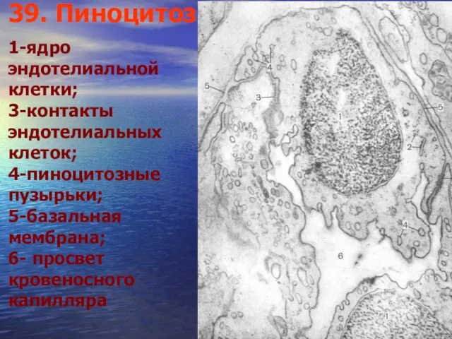 39. Пиноцитоз 1-ядро эндотелиальной клетки; 3-контакты эндотелиальных клеток; 4-пиноцитозные пузырьки; 5-базальная мембрана; 6- просвет кровеносного капилляра