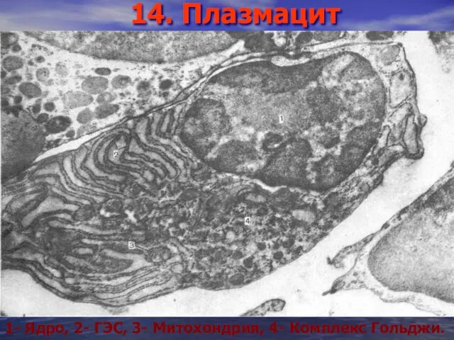 14. Плазмацит 1- Ядро, 2- ГЭС, 3- Митохондрия, 4- Комплекс Гольджи.