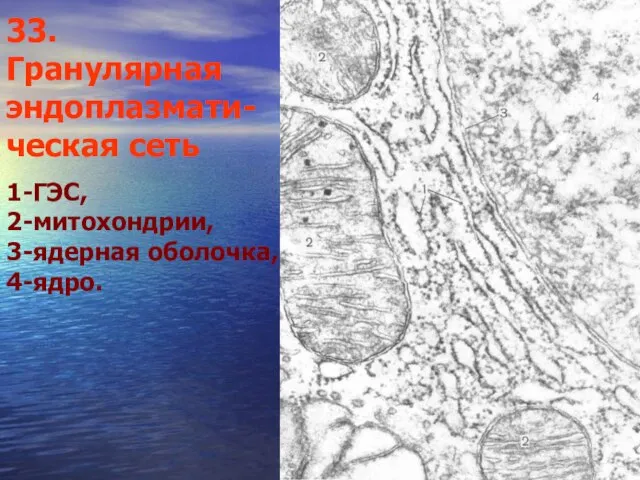 33. Гранулярная эндоплазмати-ческая сеть 1-ГЭС, 2-митохондрии, 3-ядерная оболочка, 4-ядро.