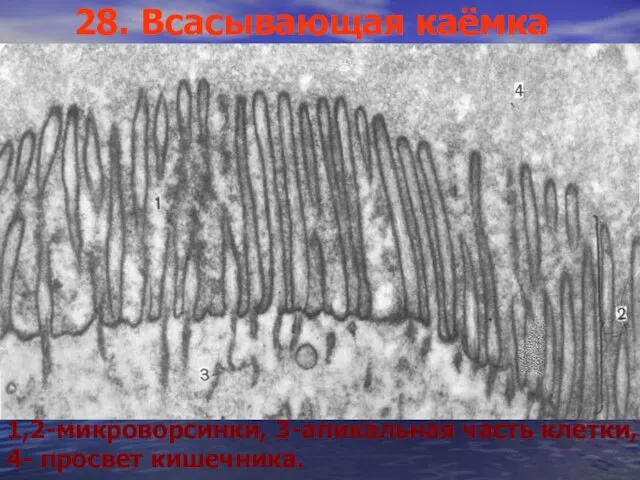 28. Всасывающая каёмка 1,2-микроворсинки, 3-апикальная часть клетки, 4- просвет кишечника.