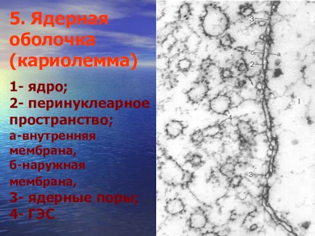 5. Ядерная оболочка (кариолемма) 1- ядро; 2- перинуклеарное пространство; а-внутренняя мембрана,