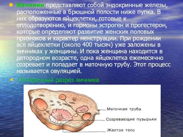 Яичники представляют собой эндокринные железы, расположенные в брюшной полости ниже пупка.