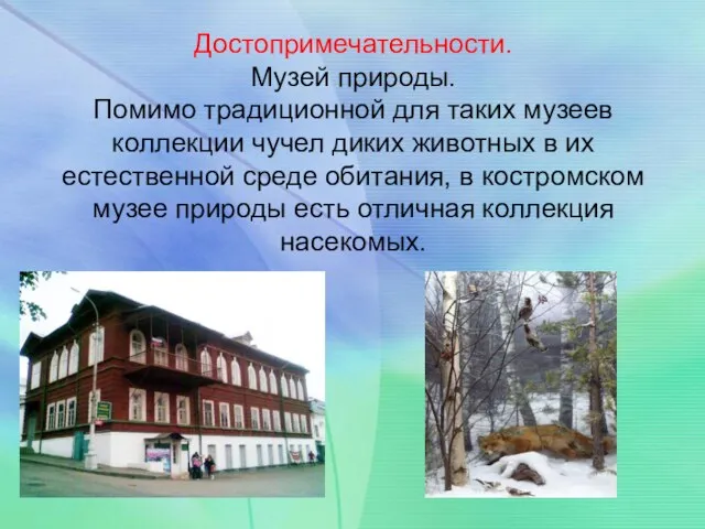 Достопримечательности. Музей природы. Помимо традиционной для таких музеев коллекции чучел диких