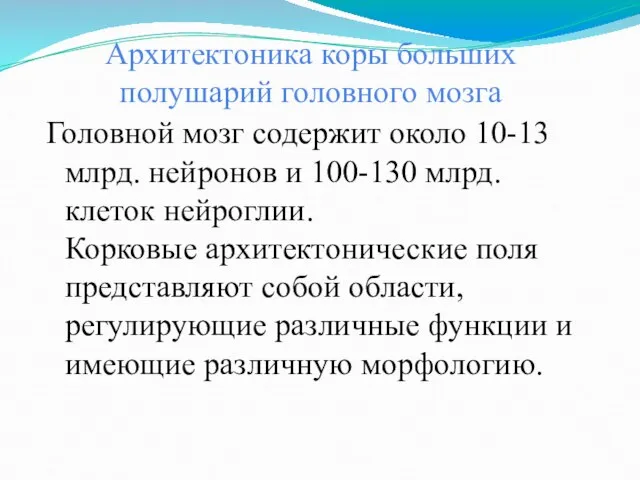 Архитектоника коры больших полушарий головного мозга Головной мозг содержит около 10-13