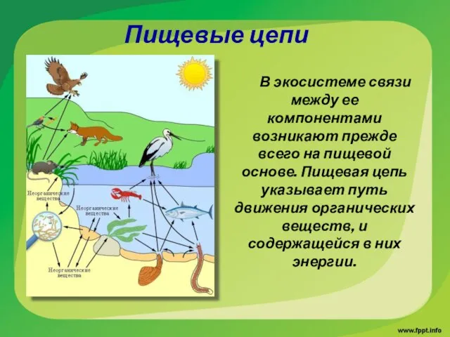 В экосистеме связи между ее компонентами возникают прежде всего на пищевой