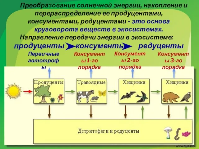 Преобразование солнечной энергии, накопление и перераспределение ее продуцентами, консументами, редуцентами -