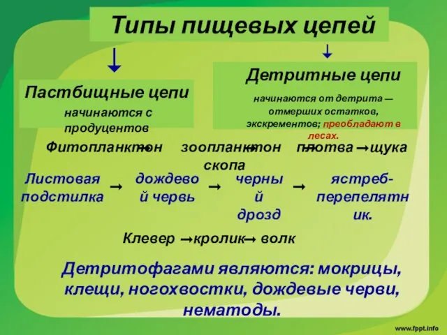 Типы пищевых цепей Пастбищные цепи начинаются с продуцентов Детритные цепи начинаются