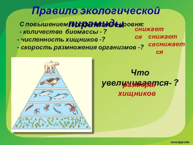 Правило экологической пирамиды С повышением трофического уровня: - количество биомассы -