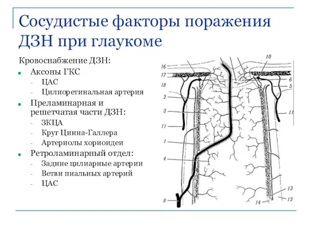 Сосудистые факторы поражения ДЗН при глаукоме Кровоснабжение ДЗН: Аксоны ГКС ЦАС