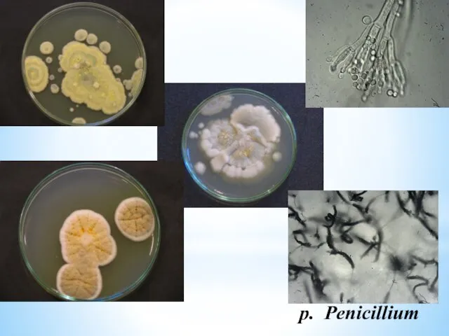 p. Penicillium