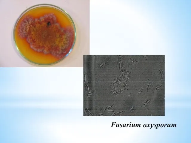 Fusarium oxysporum