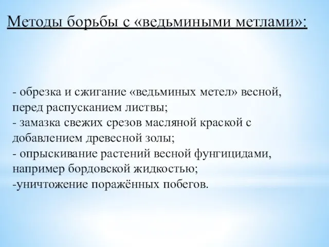 - обрезка и сжигание «ведьминых метел» весной, перед распусканием листвы; -