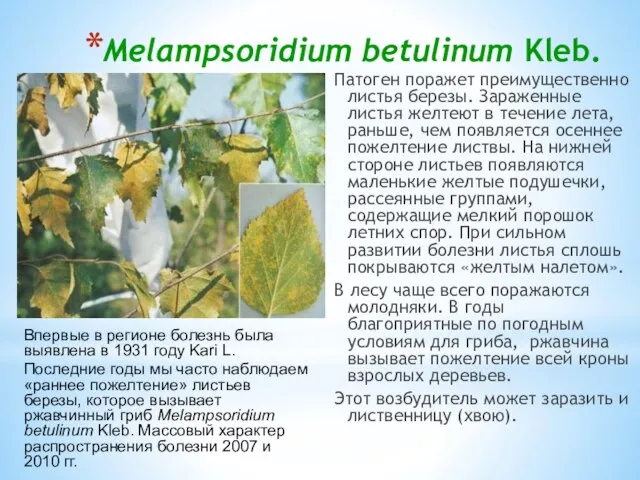 Melampsoridium betulinum Kleb. Патоген поражет преимущественно листья березы. Зараженные листья желтеют