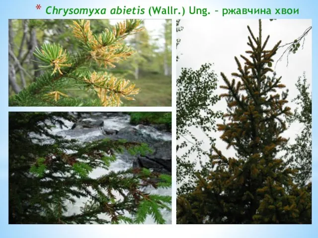 Chrysomyxa abietis (Wallr.) Ung. – ржавчина хвои ели