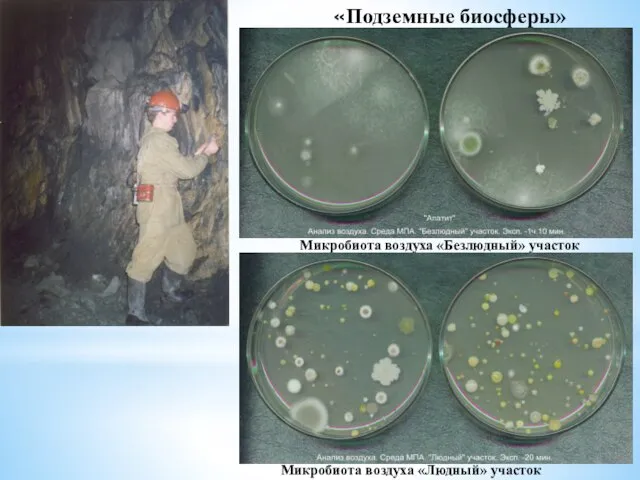 «Подземные биосферы» Микробиота воздуха «Безлюдный» участок Микробиота воздуха «Людный» участок