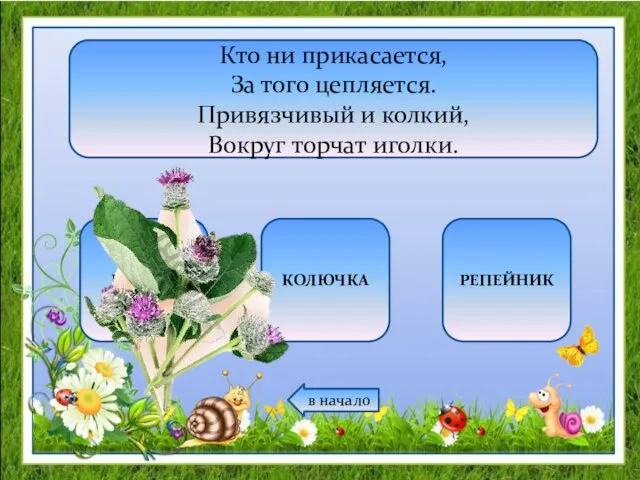 Кто ни прикасается, За того цепляется. Привязчивый и колкий, Вокруг торчат