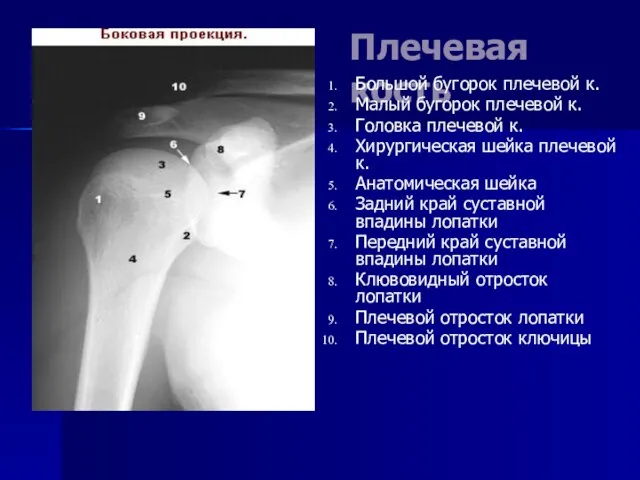 Плечевая кость Большой бугорок плечевой к. Малый бугорок плечевой к. Головка