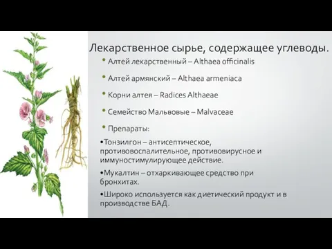 Лекарственное сырье, содержащее углеводы. Алтей лекарственный – Althaea officinalis Алтей армянский