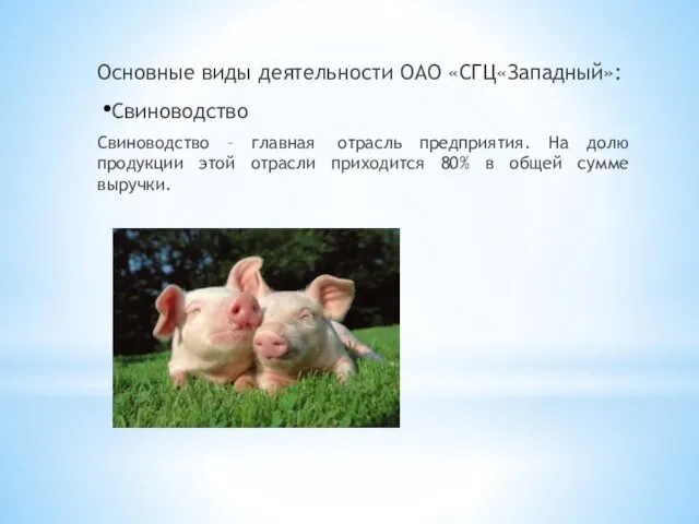 Основные виды деятельности ОАО «СГЦ«Западный»: Свиноводство Свиноводство – главная отрасль предприятия.