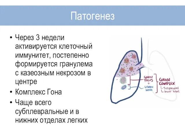 Через 3 недели активируется клеточный иммунитет, постепенно формируется гранулема с казеозным