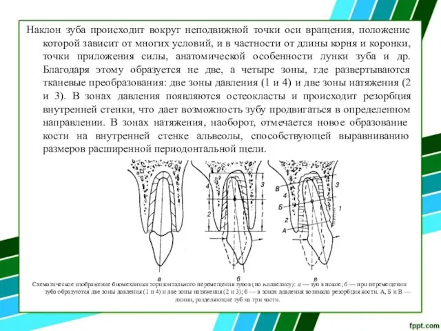 Наклон зуба происходит вокруг неподвижной точки оси вращения, положение которой зависит