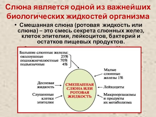 Слюна является одной из важнейших биологических жидкостей организма Смешанная слюна (ротовая