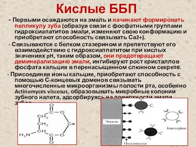 Кислые ББП - Первыми осаждаются на эмаль и начинают формировать пелликулу