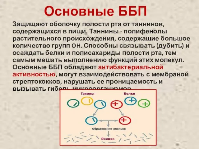 Основные ББП Защищают оболочку полости рта от таннинов, содержащихся в пищи.