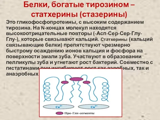 Белки, богатые тирозином – статхерины (стазерины) Это гликофосфопротеины, с высоким содержанием