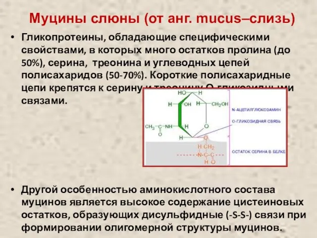 Муцины слюны (от анг. mucus–слизь) Гликопротеины, обладающие специфическими свойствами, в которых