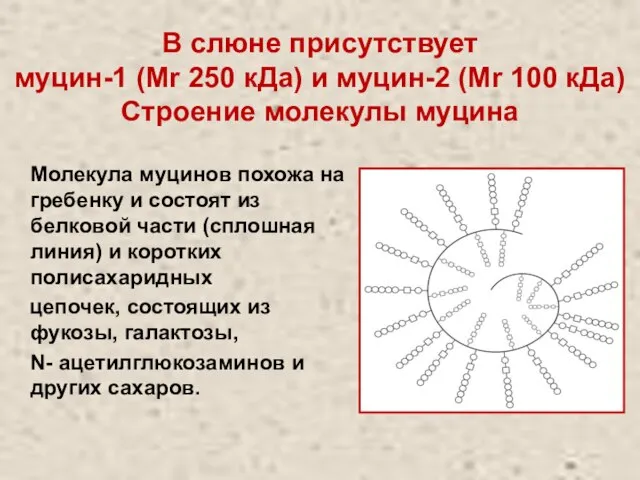 В слюне присутствует муцин-1 (Mr 250 кДа) и муцин-2 (Mr 100