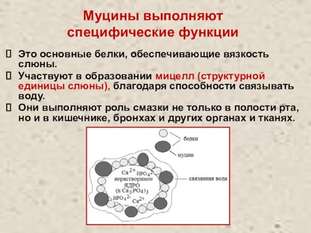 Муцины выполняют специфические функции Это основные белки, обеспечивающие вязкость слюны. Участвуют