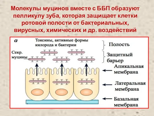 Молекулы муцинов вместе с ББП образуют пелликулу зуба, которая защищает клетки