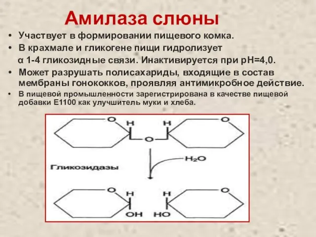 Амилаза слюны Участвует в формировании пищевого комка. В крахмале и гликогене