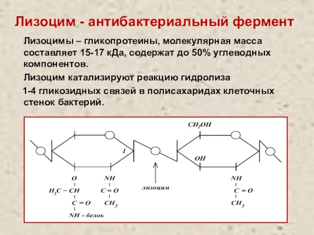 Лизоцим - антибактериальный фермент Лизоцимы – гликопротеины, молекулярная масса составляет 15-17