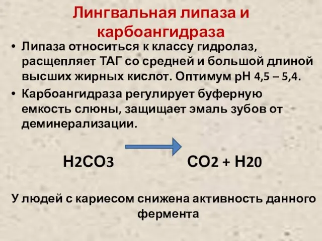 Лингвальная липаза и карбоангидраза Липаза относиться к классу гидролаз, расщепляет ТАГ