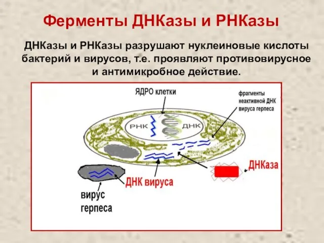 Ферменты ДНКазы и РНКазы ДНКазы и РНКазы разрушают нуклеиновые кислоты бактерий