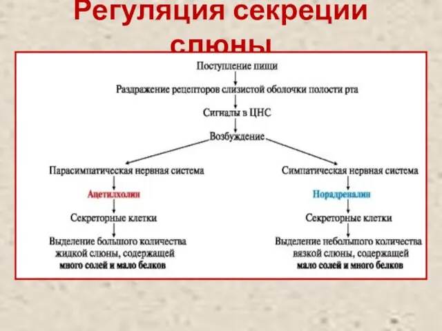 Регуляция секреции слюны