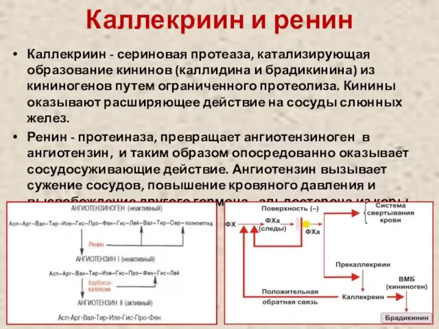 Каллекриин и ренин Каллекриин - сериновая протеаза, катализирующая образование кининов (каллидина