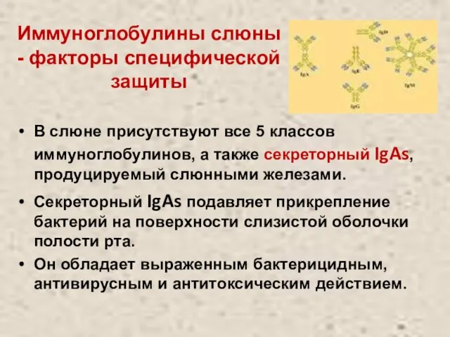 Иммуноглобулины слюны - факторы специфической защиты В слюне присутствуют все 5