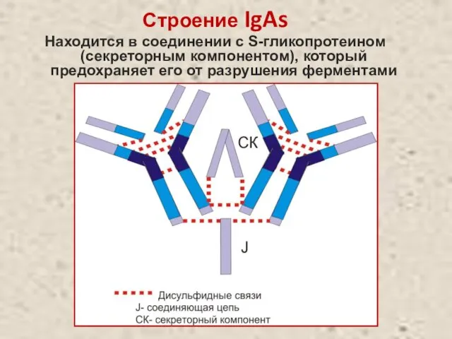 Строение IgAs Находится в соединении с S-гликопротеином (секреторным компонентом), который предохраняет его от разрушения ферментами