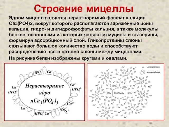 Строение мицеллы Ядром мицелл является нерастворимый фосфат кальция Са3(РО4)2, вокруг которого