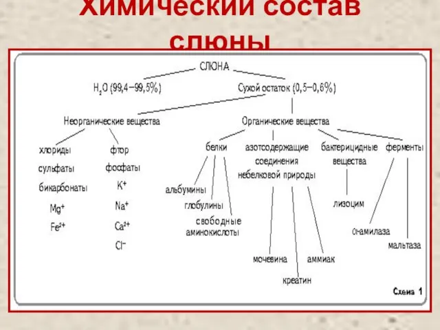 Химический состав слюны